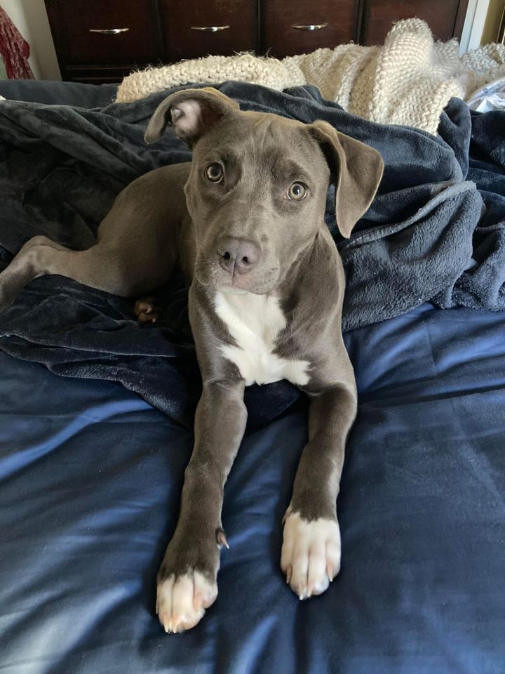 Nova as a puppy